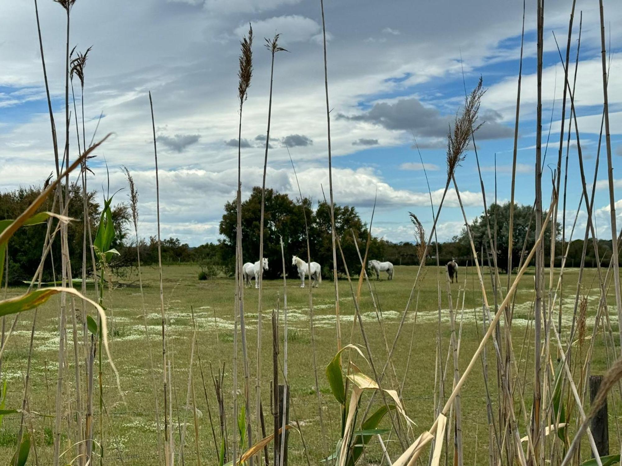 Le Mazet Sooksabai, Confort, Charme Et Decouverte En Petite Camargue แซงต์-โลรองต์-เดกูซ ภายนอก รูปภาพ